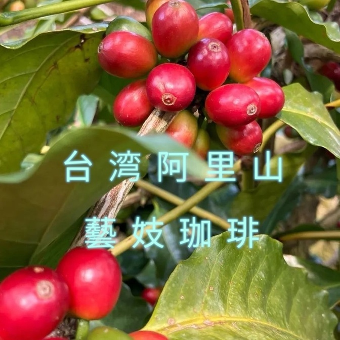 台湾阿里山 ゲイシャ 藝妓咖啡 自家焙煎 コーヒー豆|105g
