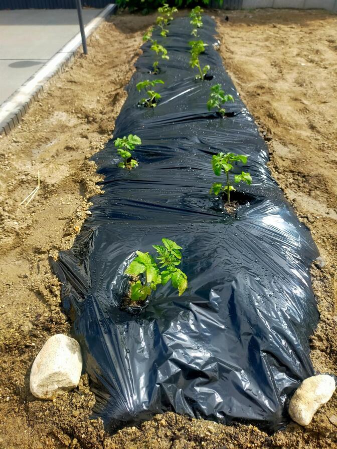 【直接お渡し】野菜セット