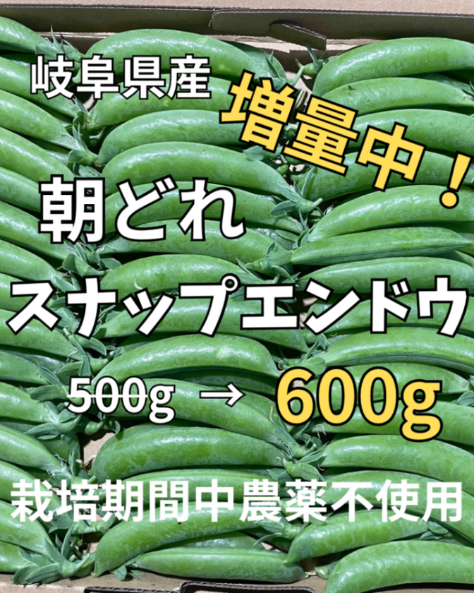 完熟するまで絶対に取らない!あま〜いスナップエンドウ 600g