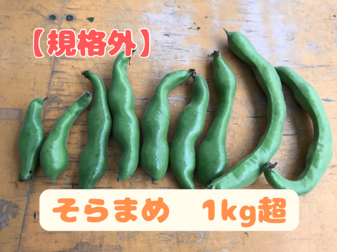 【規格外品】そらまめ(さや付き)