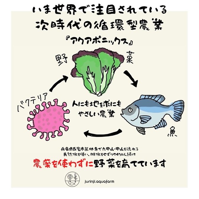 【アクアポニックス】おまかせ野菜5品セット
💡魚で野菜を育てています。
・農薬、化学肥料不使用