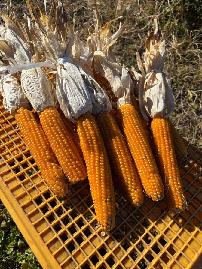自家栽培ポップコーン用とうもろこし　2種セット
【バタフライ型、マッシュルーム型】
