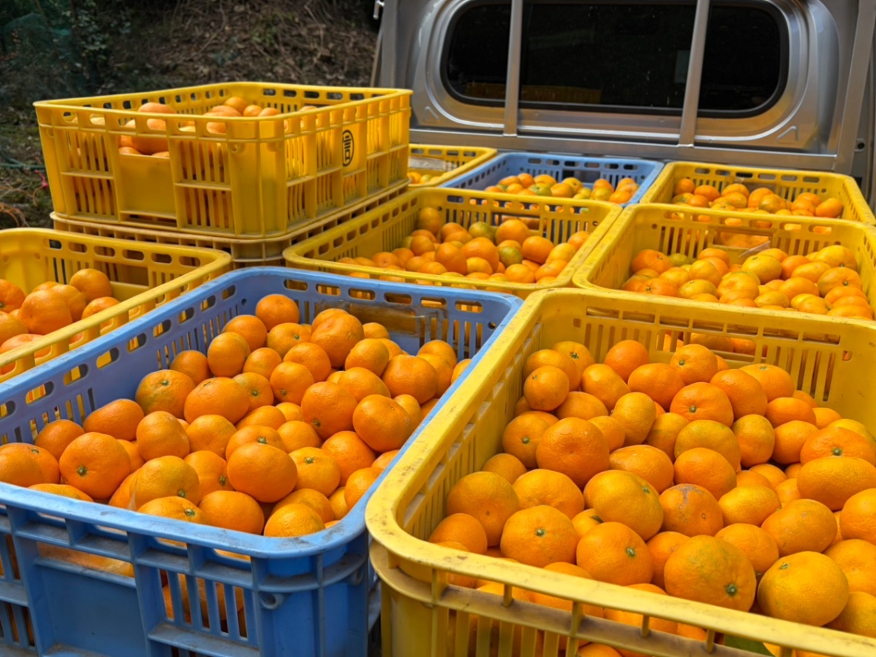 12月30.31日発送予定 長崎みかん🍊サイズ混在 2.5kg(およそ25個)プラス