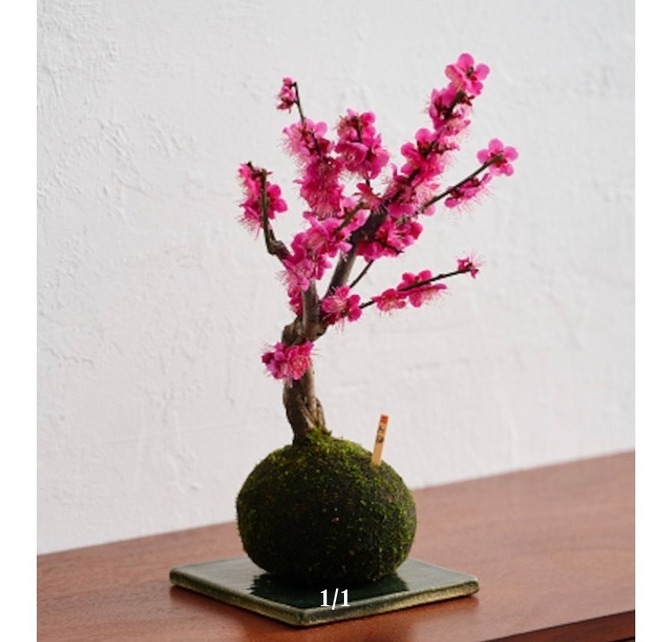 【大人気】職人が作る苔玉【お正月飾り付き】