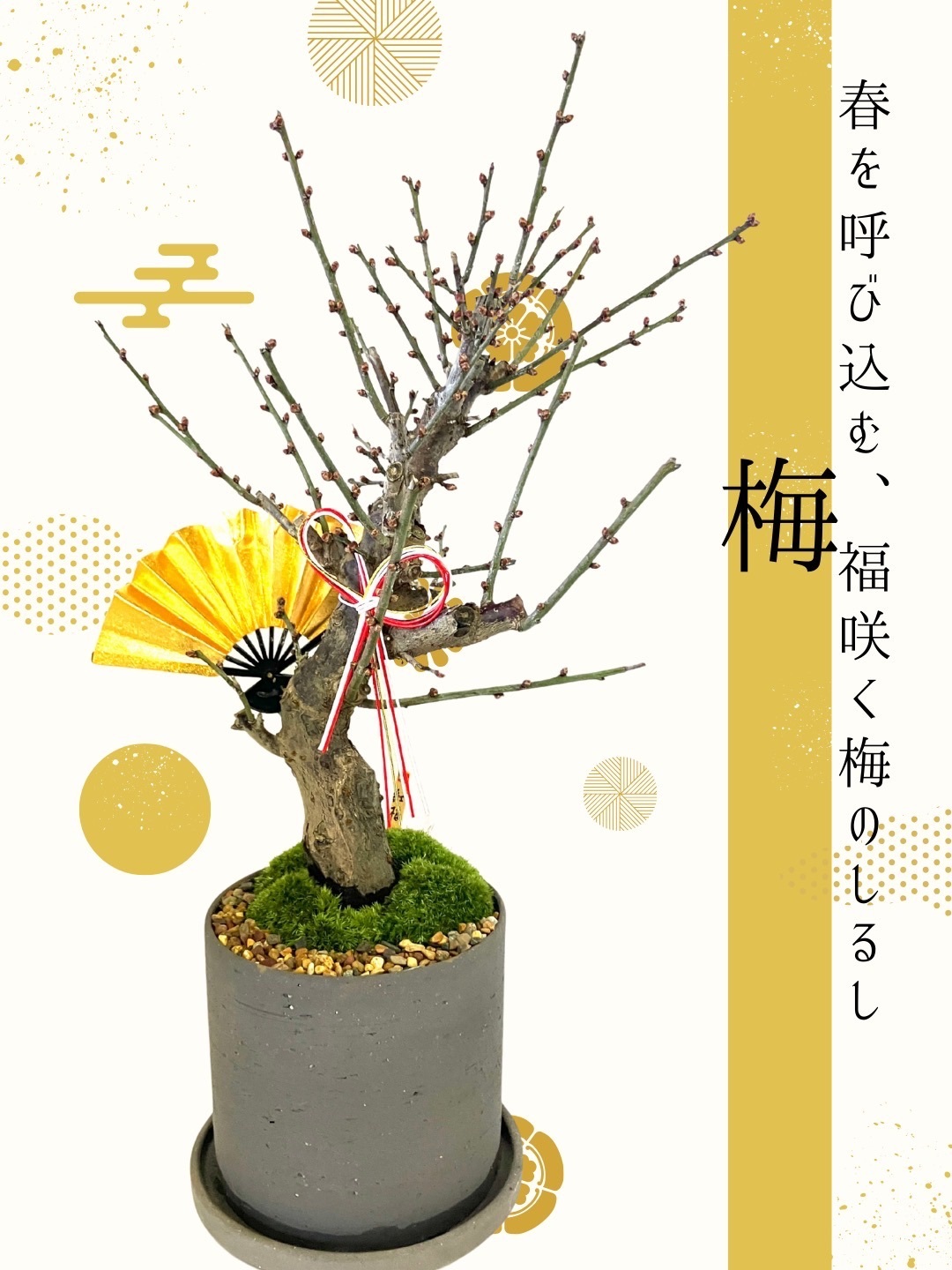 大人気】ミニ盆栽 梅 【お正月飾り付き】｜リベシティファーマーズ