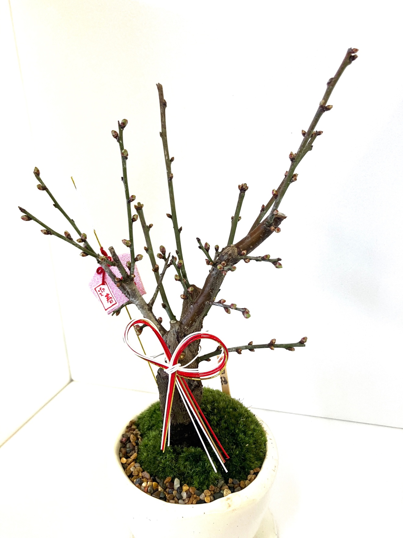 大人気】ミニ盆栽 梅 【お正月飾り付き】｜リベシティファーマーズ