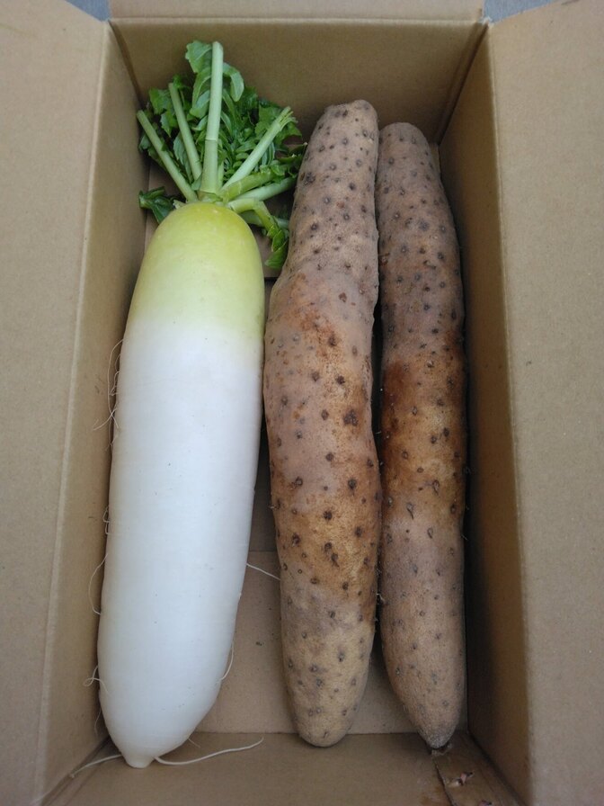 庄内砂丘産長芋とミニ大根のセット
