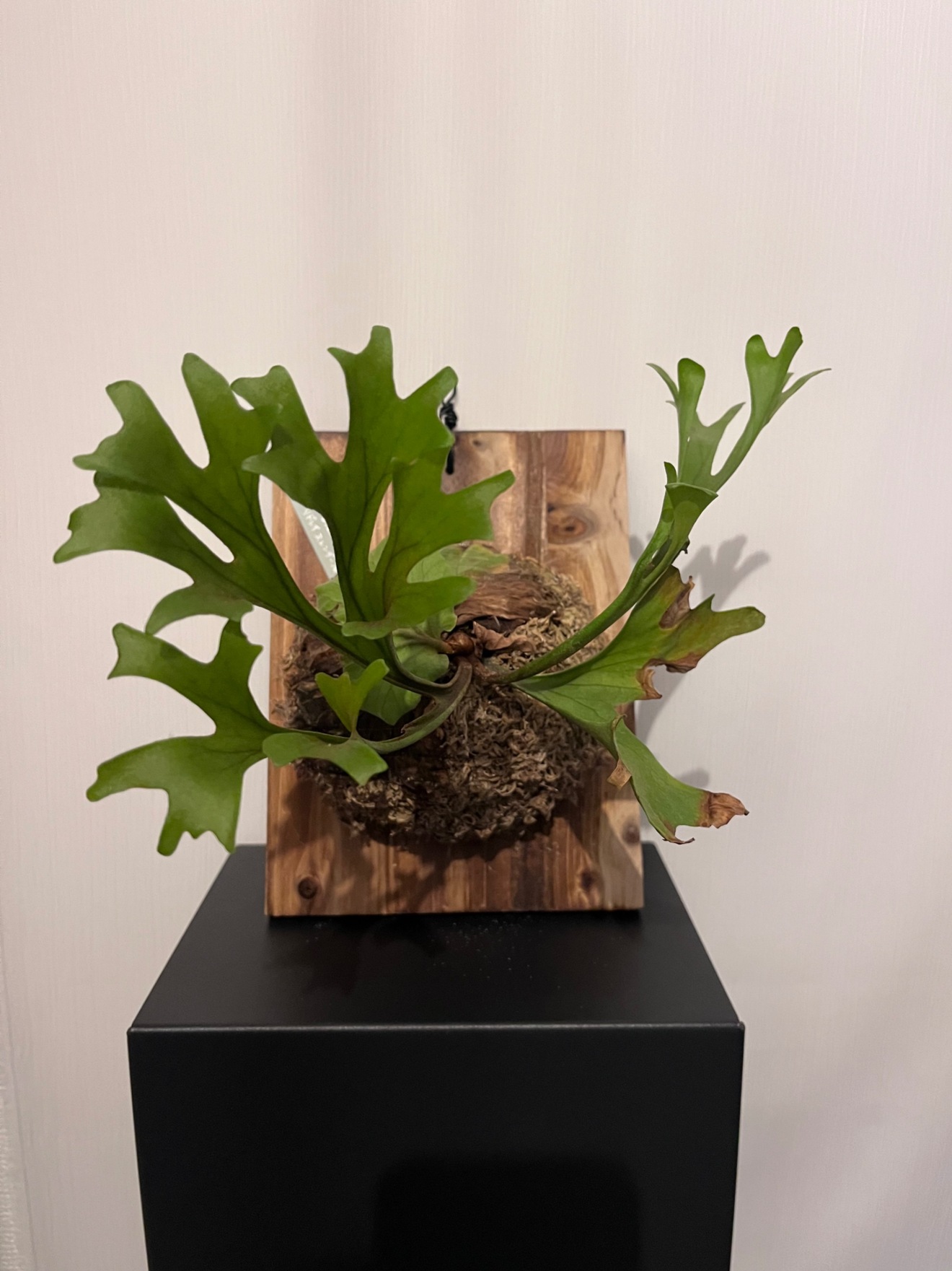 造形美が際立つビカクシダ｜リドレイ 板付株｜アートプランツ｜リベ