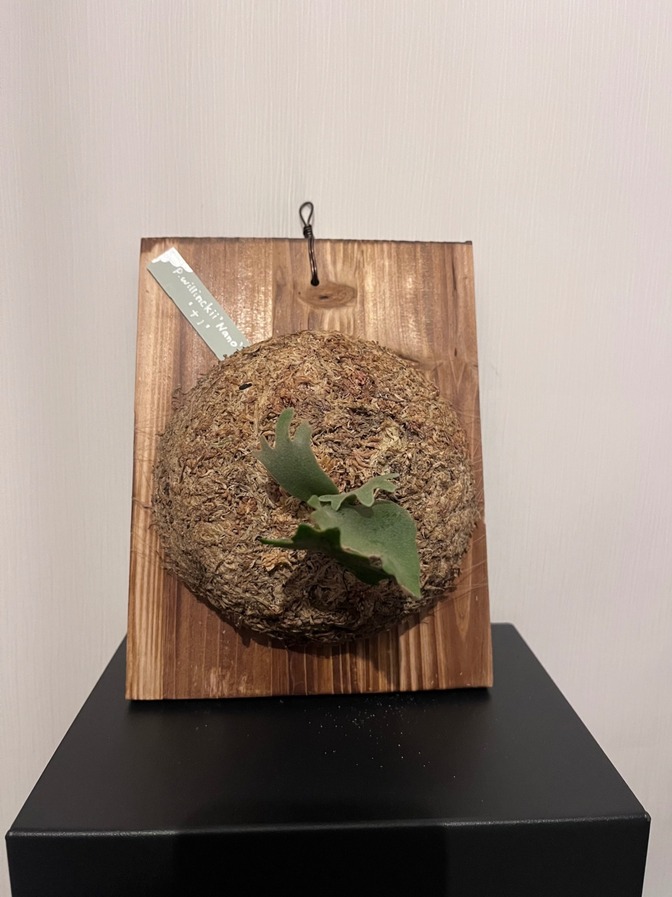 【希少系統 nano】ビカクシダ スーパードワーフ｜板付｜コレクター向け