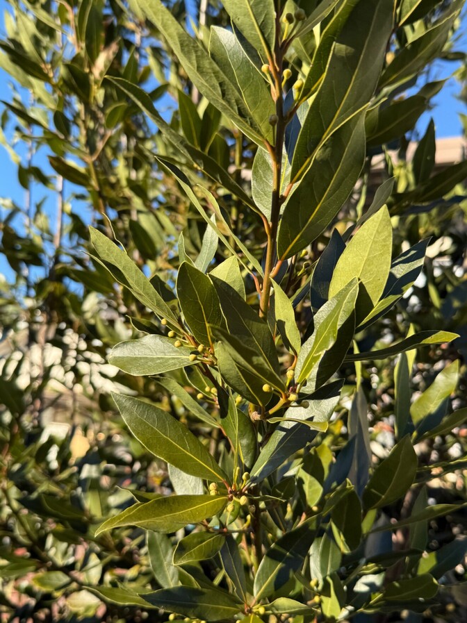 【無農薬自家栽培】ローリエ20〜25枚＋オマケ10枚