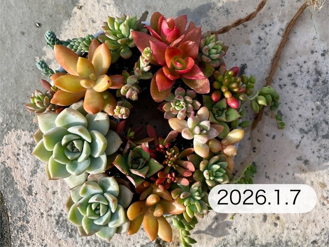 多肉植物のリース A　
