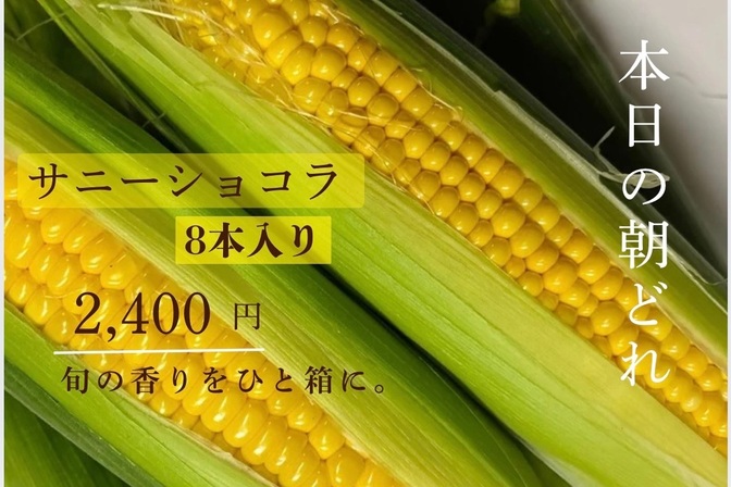 希少！この時期のとうもろこし8本入り♡限定出荷！ 朝採れの新鮮さをそのまま食卓へ