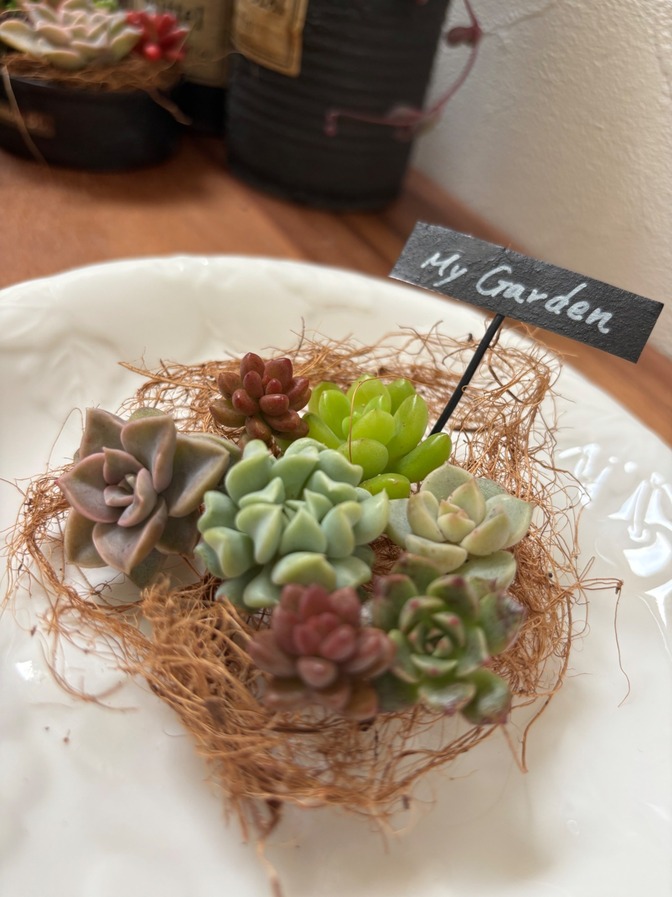 ＊小さな多肉＊エケベリア＊ミニカット苗＊ピック付き