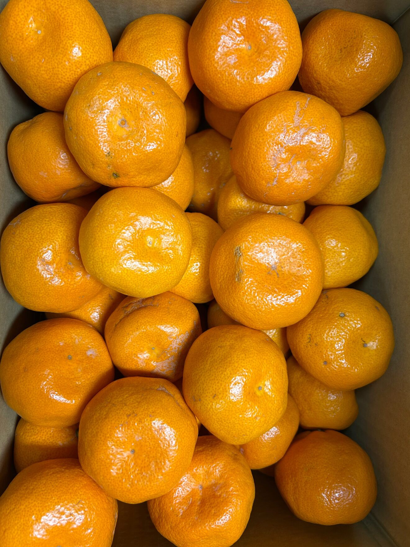 訳ありみかん サイズL、LL中心 箱別6kg｜リベシティファーマーズマーケット