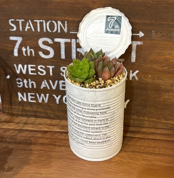 ＊このまま飾れる＊ハオルチア3種＊　+リメ缶＊第四種郵便　