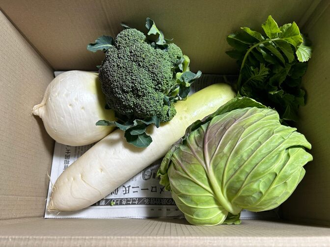 イチジク農家が作る大阪産採りたてブロッコリー、キャベツ、聖護院大根、ほうれん草、大根　冬野菜詰め合せ
