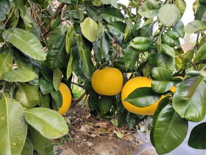 【晩白柚（バンペイユ）：ご家庭用大玉１個】柑橘類ザボン区分で重量世界一！無農薬、化学肥料不使用！