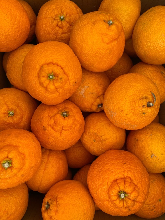 【お買い得9.5kg】不知火　ご自宅用　9.5kg 中玉　福岡県産
