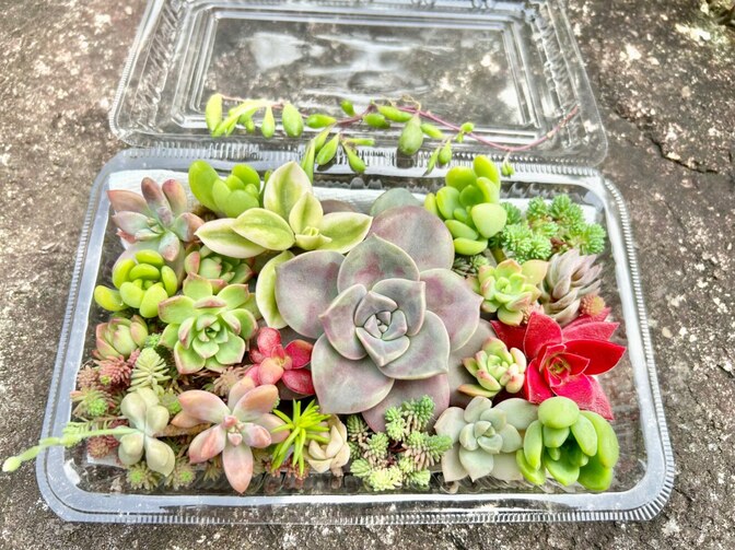 【カラフル多肉植物セット】ぷくぷく可愛い寄せ植えに♪