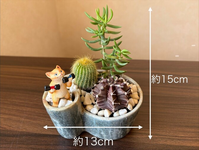 サボテン２種類・陶器入り寄植え🌵