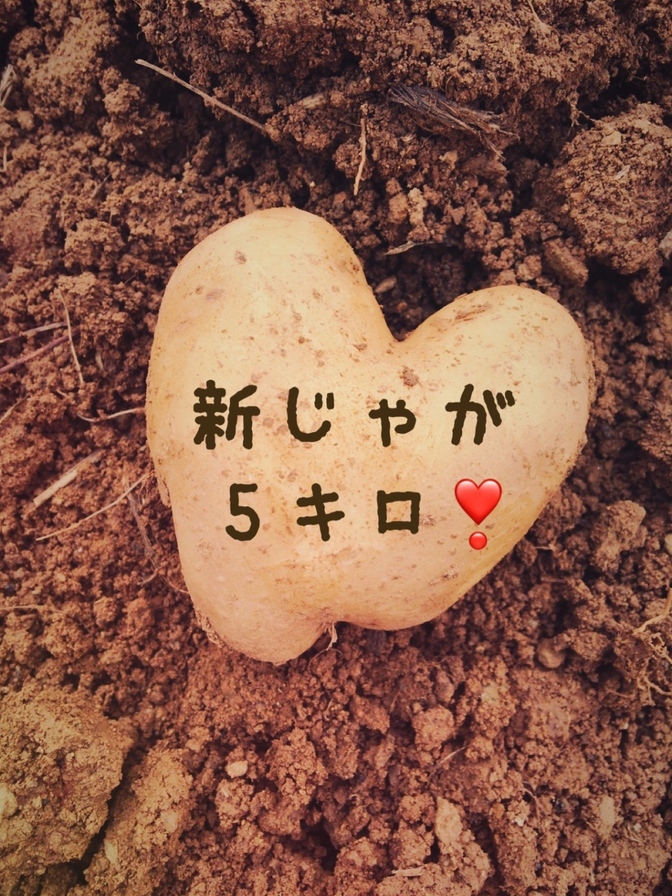 新じゃが5kg❣️ かごしまの離島🏝️おきのえらぶ島からお届け❣️