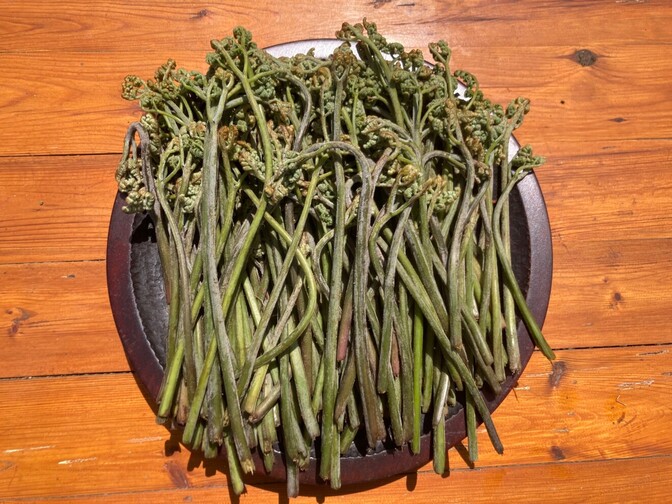 信州産天然わらび 1kg