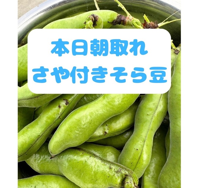 【朝取れ】さや付きそら豆 60サイズ箱一杯
注文確定2日以内の朝に収穫し同日中に出荷致します