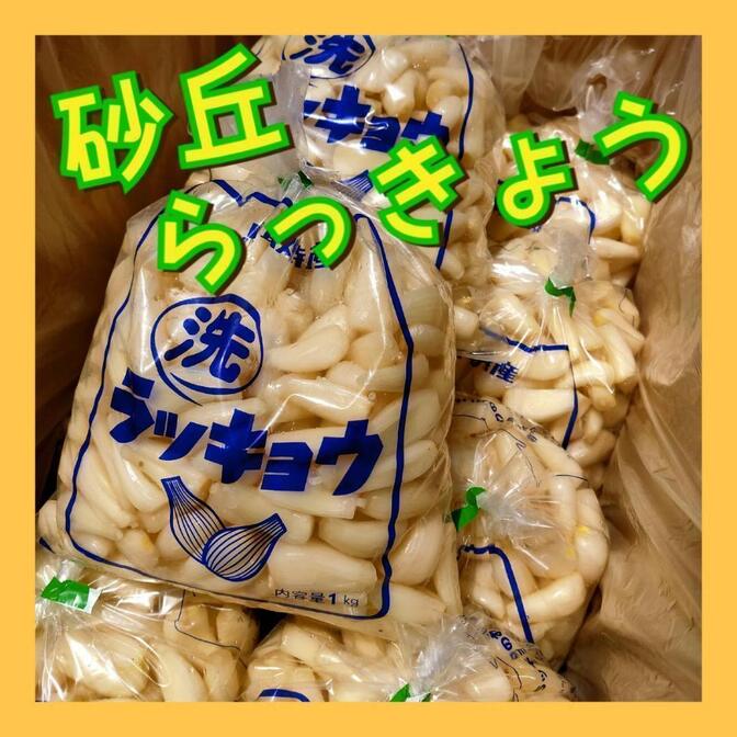 【鳥取県産】らっきょう 1kg 洗いらっきょう 鳥取 砂丘らっきょう らっきょ