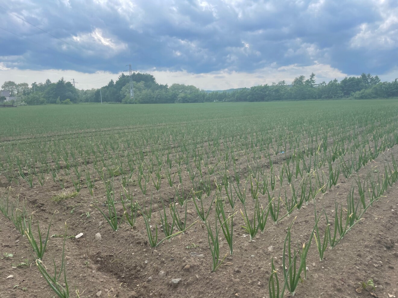 コロポックル🧅北の玉ねぎ農家🧅