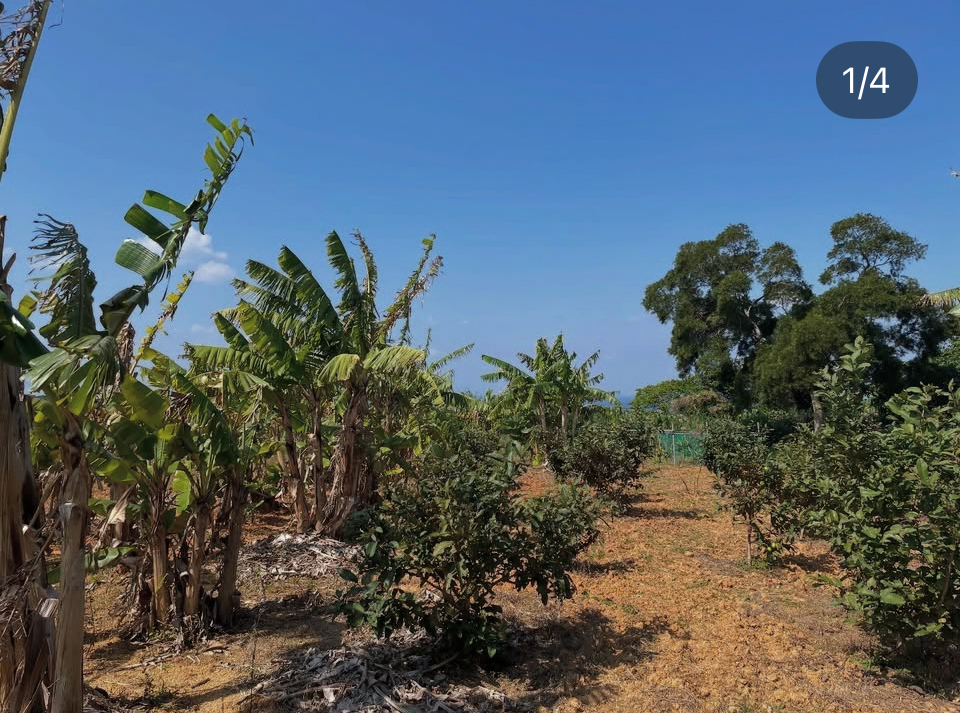 きぃさん＠ブロガー＆週末農業🍌