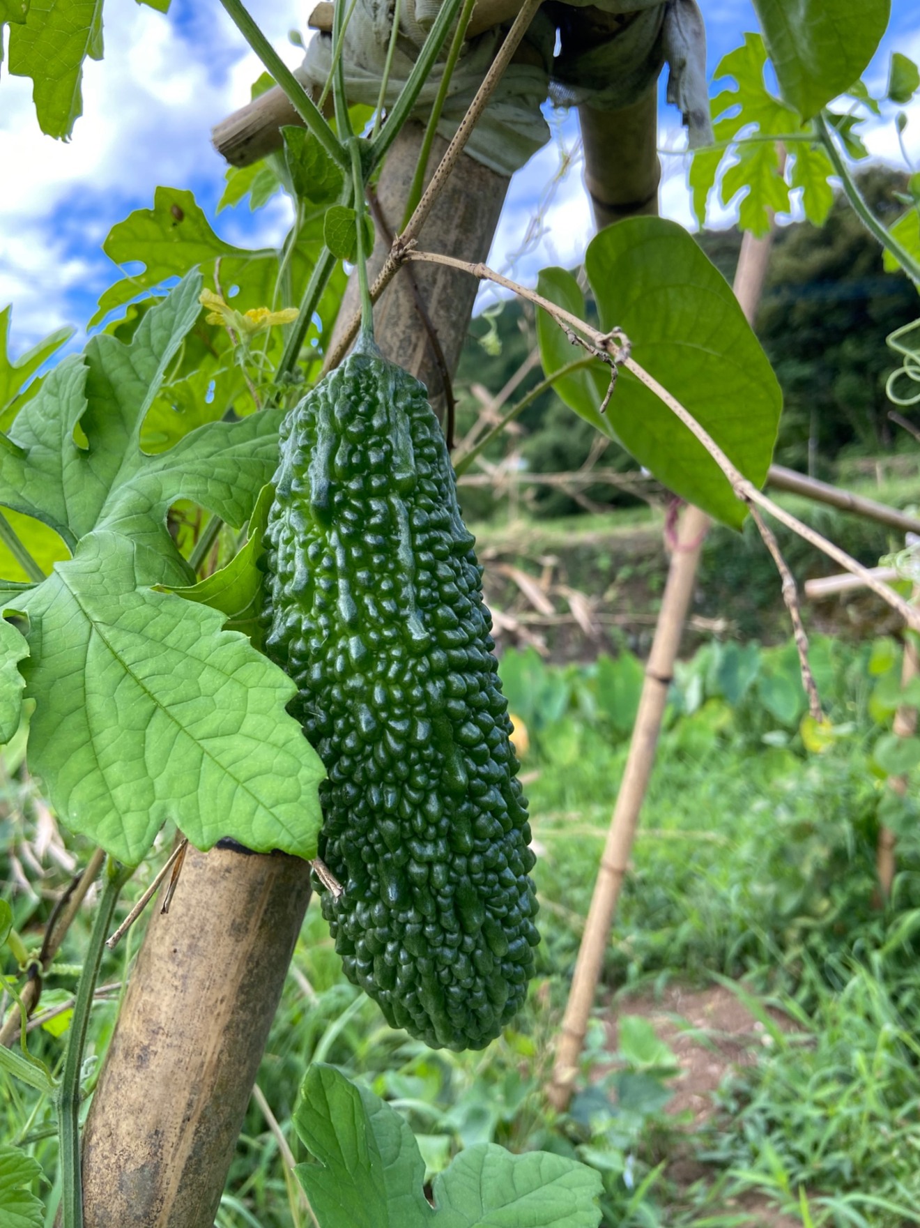 ファーマーズくろだ(黑田農園)