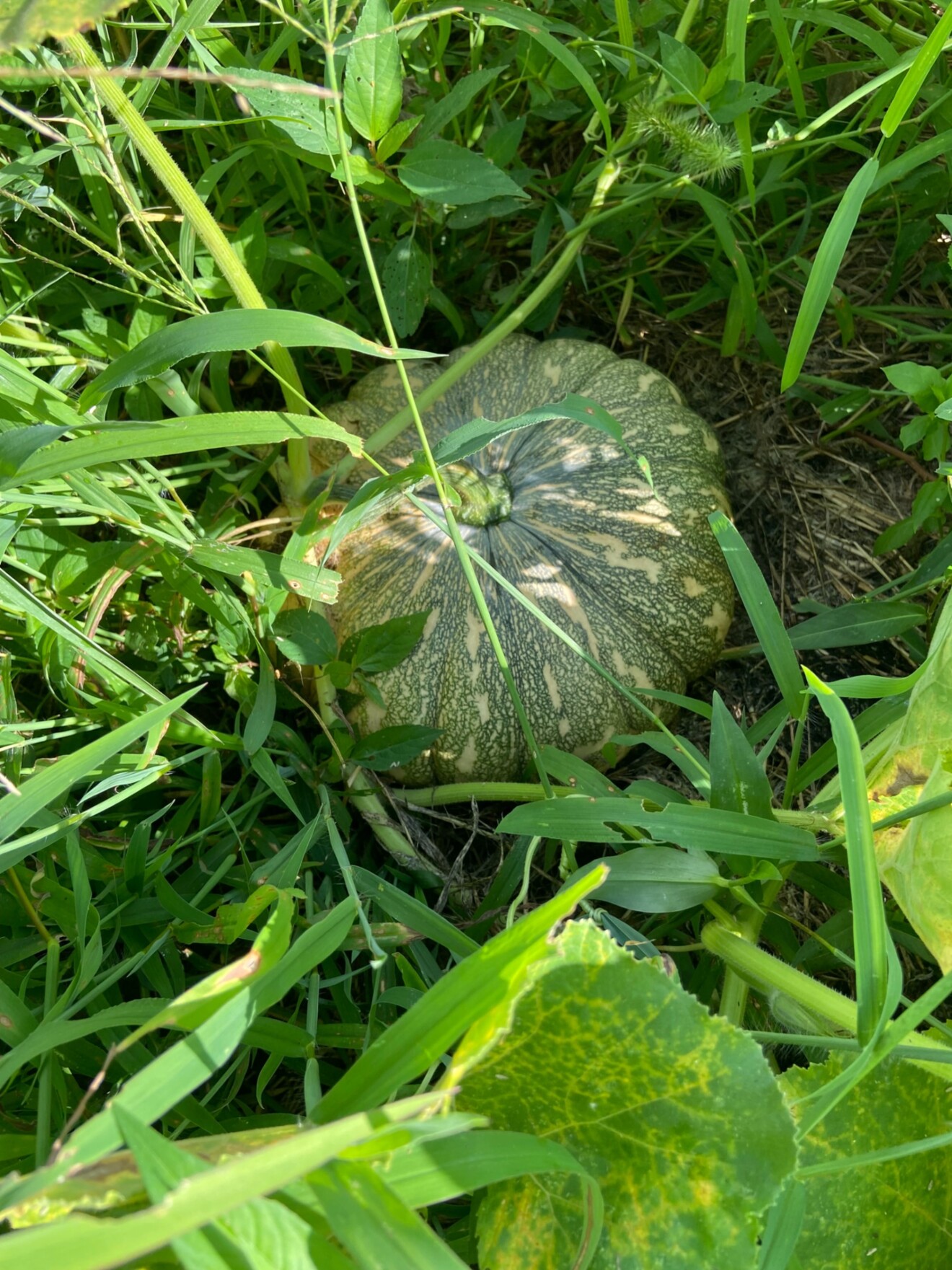 ファーマーズくろだ(黑田農園)