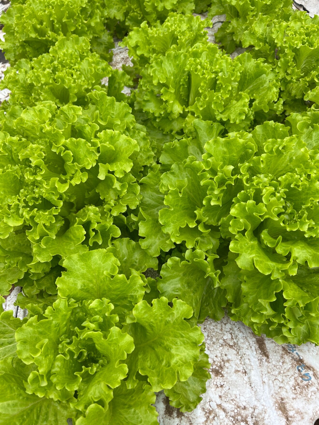 mizuki@鹿児島の農家🥬