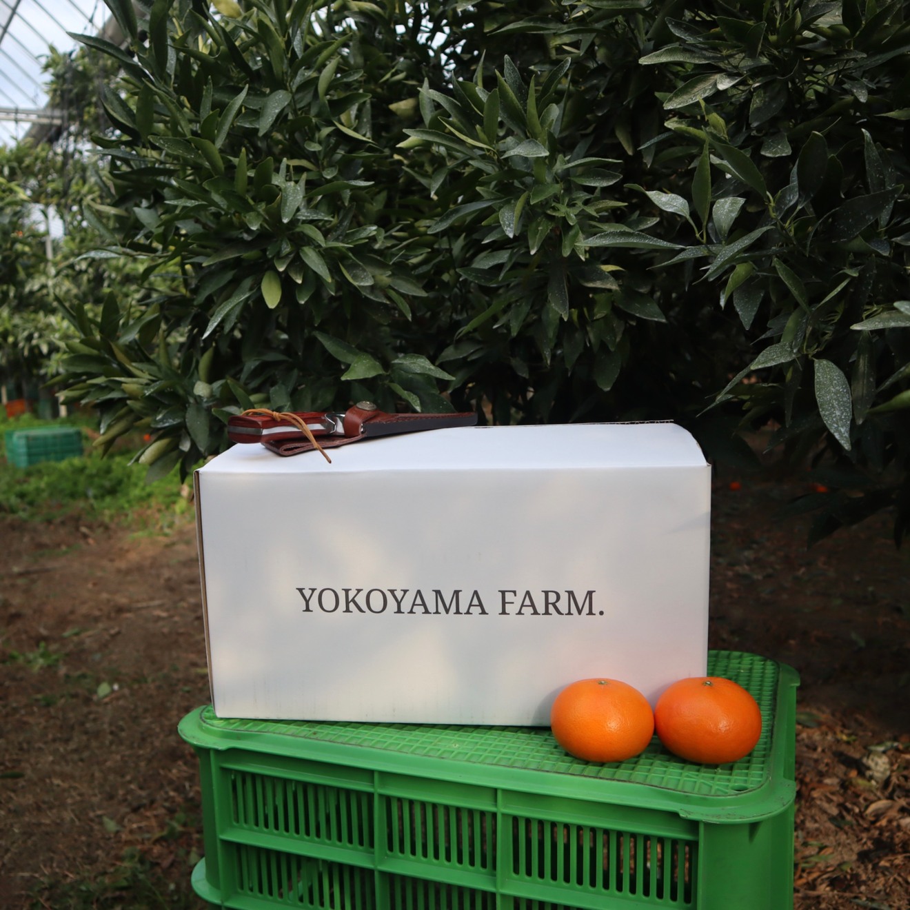 YOKOYAMA FARM./柑橘農家