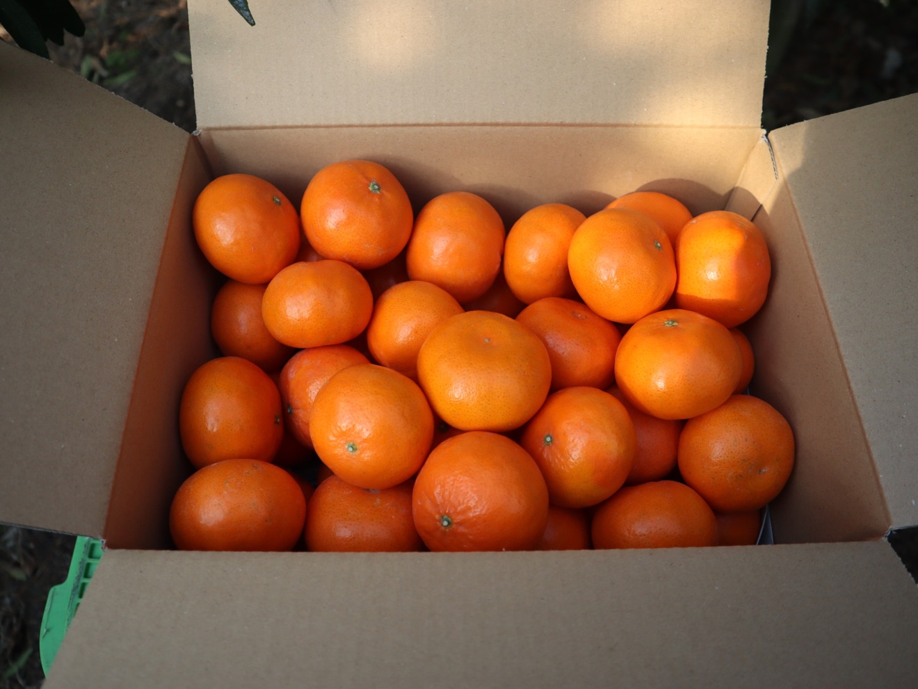 YOKOYAMA FARM./柑橘農家