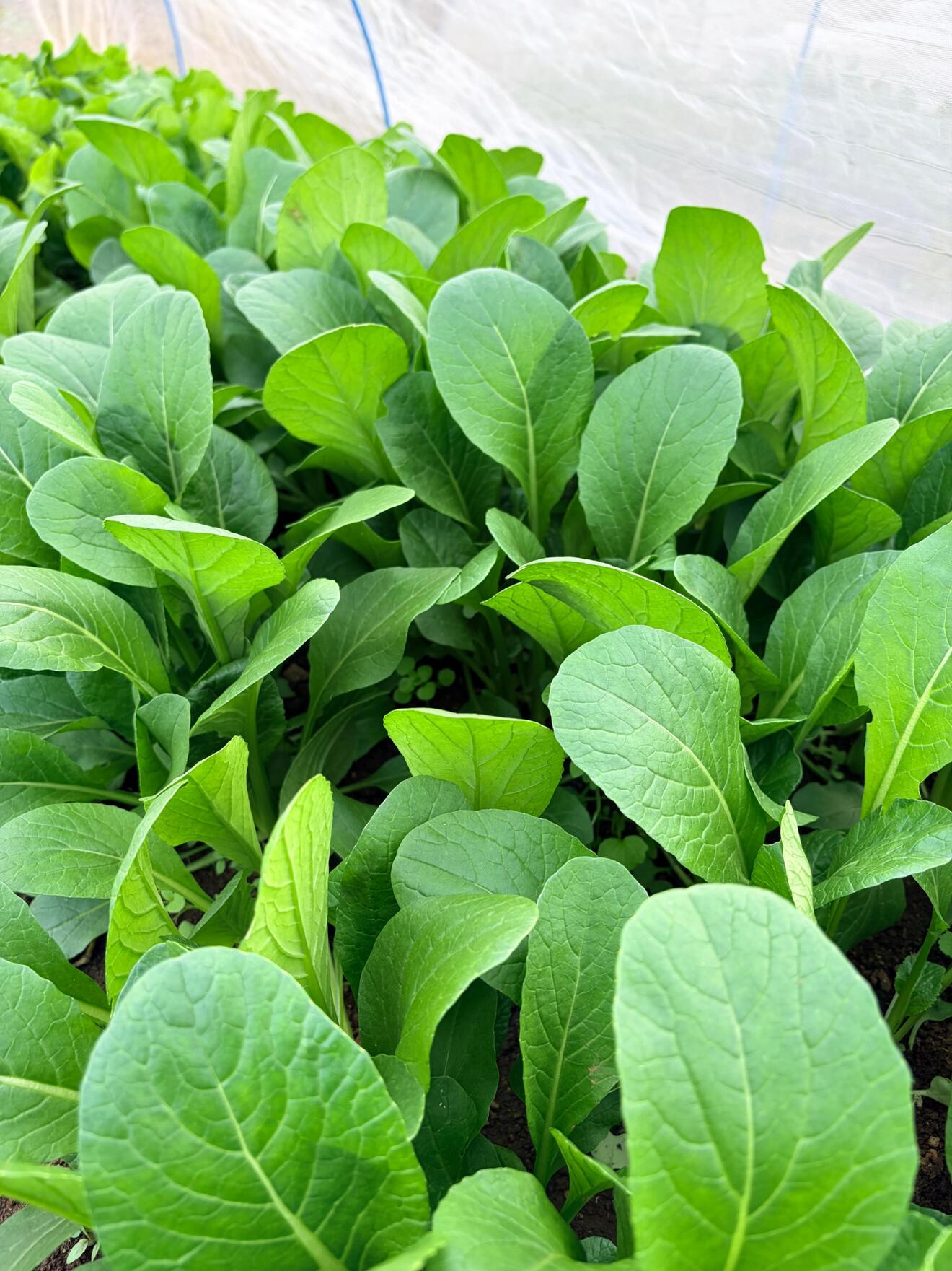 さりー31@週末農家見習い