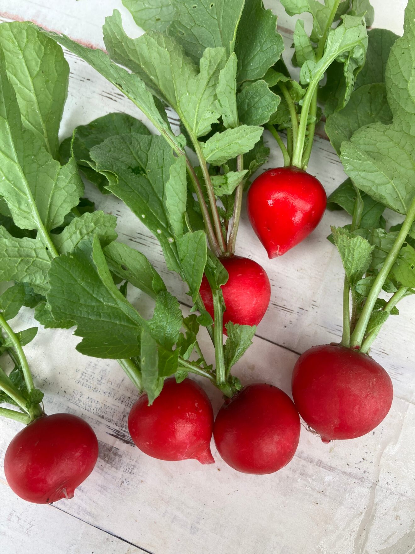 さりー31@週末農家見習い