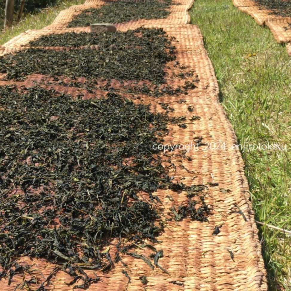 みっちー911@南紀白浜のFiRe民