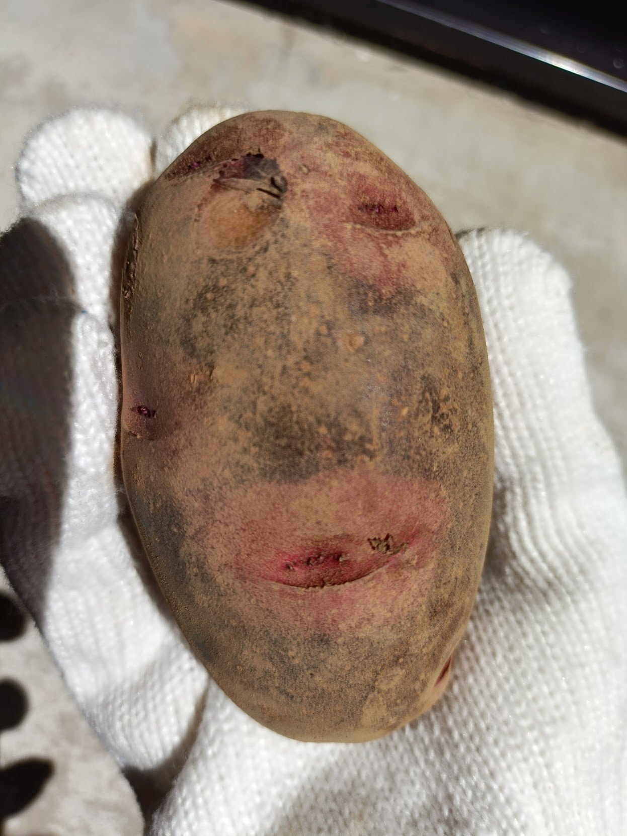 えー🥔在宅ワーカー