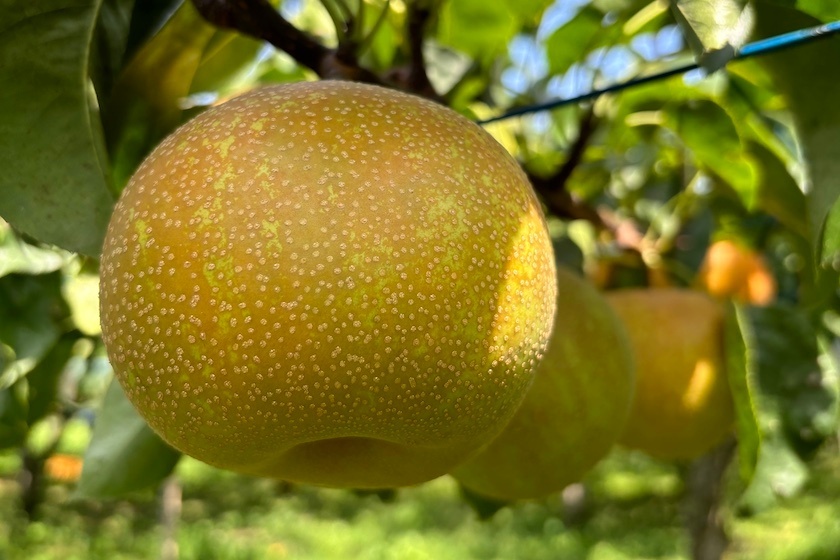 シェフレラ@専業ブロガー