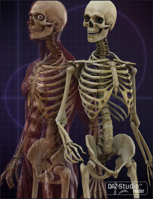 Michael 4 Skeleton by: , 3D Models by Daz 3D