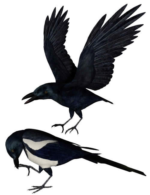 Noggin's Poser Crows by: noggin, 3D Models by Daz 3D