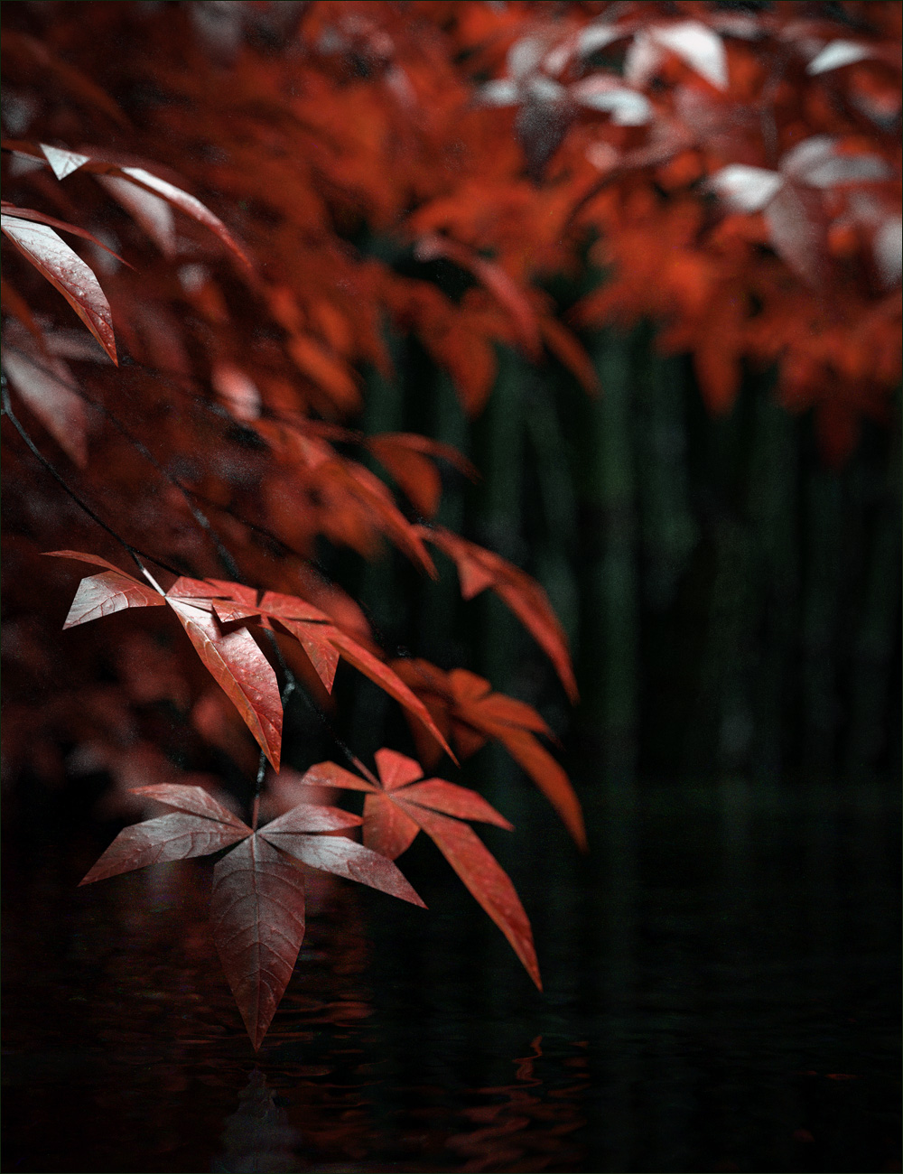 Japanese Maples by: Stonemason, 3D Models by Daz 3D