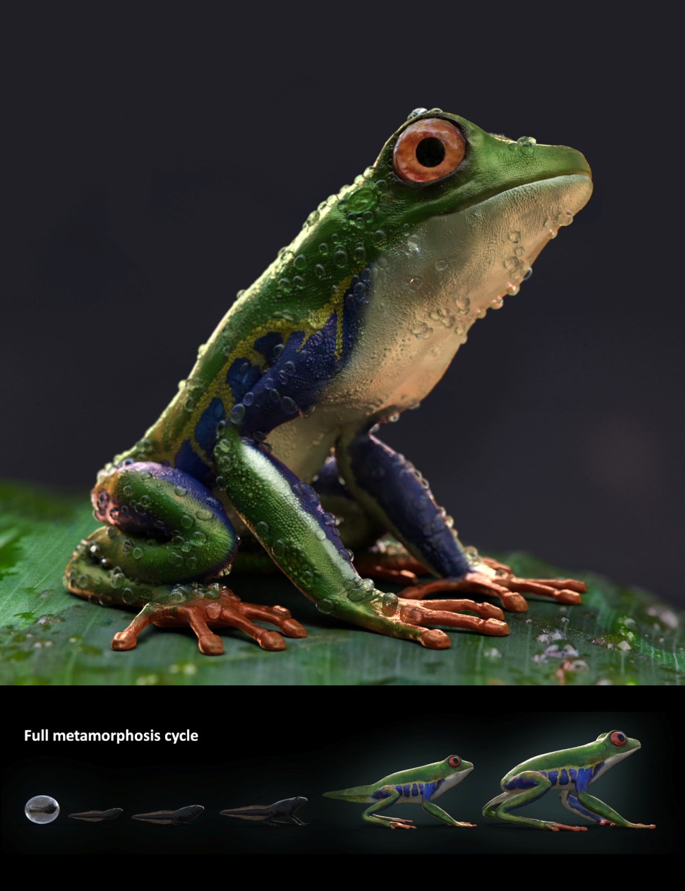 Amazon Tree Frogs and Tadpole by: Alessandro_AM, 3D Models by Daz 3D