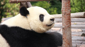 Panda Live Cam - Watch Giant Pandas Live 24/7