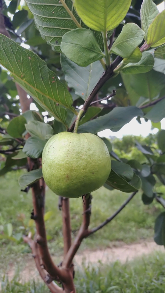 Các lĩnh vực khác - Tư vấn giải pháp nông nghiệp bền vững (quy trình kỹ thuật, vận hành...) - 6