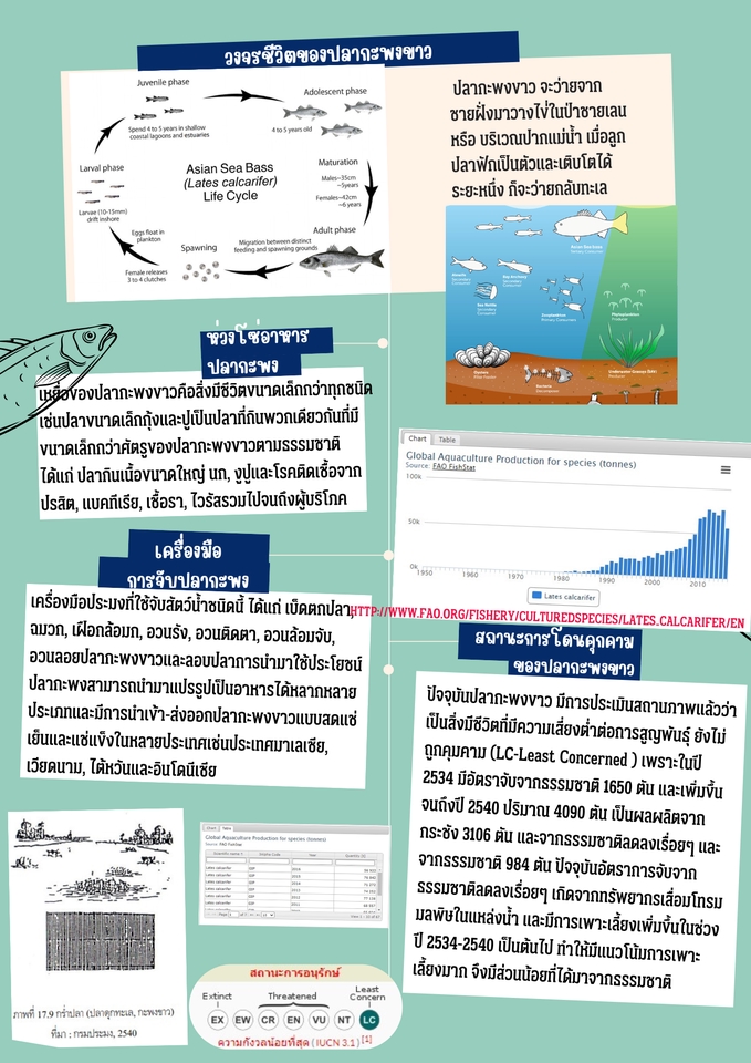 ออกแบบ canva แผ่นพับสาระความรู้ปลากะพงขาว วงจรชีวิต การเพาะเลี้ยง กราฟ