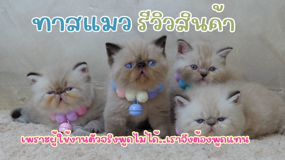 รับรีวิวสินค้า จ้างเน็ตไอดอล บล็อกเกอร์รีวิวสินค้า น้องเหมียวหน้าหวาน น่ารักน่าเอ็นดู 3 ตัว พร้อมรีวิวสินค้าให้คุณ