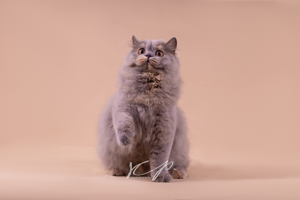 ช่างภาพ รับถ่ายภาพ สัตว์เลี้ยง แมว สีเทา นั่ง โพสต์ ท่า น่ารัก