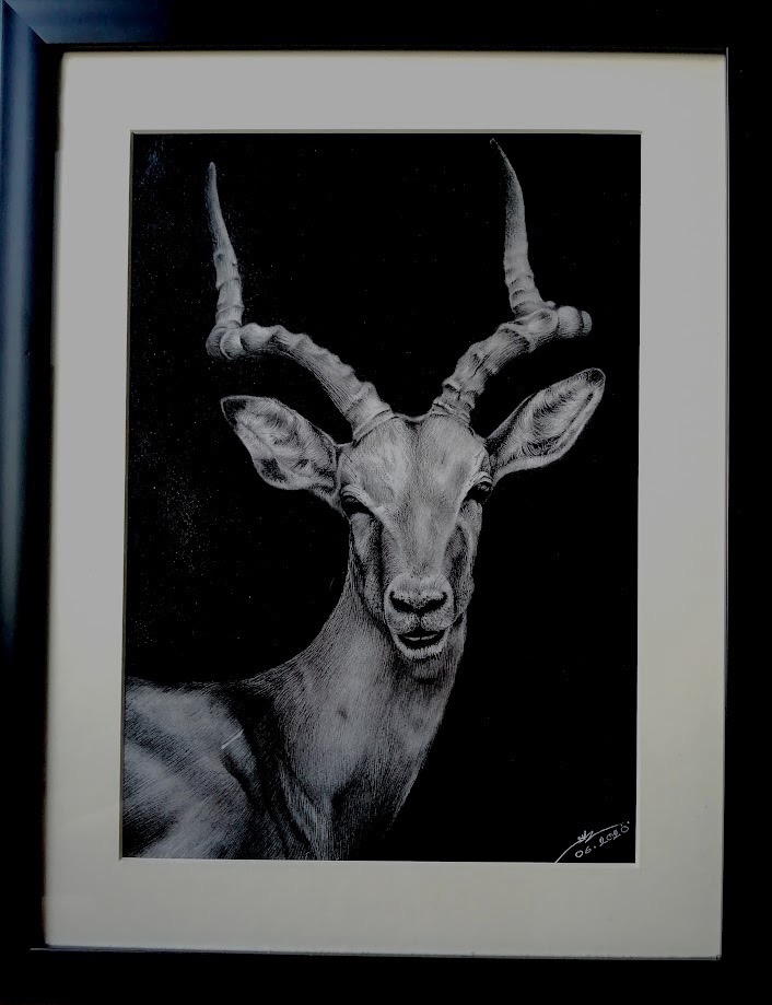 รับวาดภาพเหมือนสัตว์ อิมพาลา วาดภาพเหมือน อิมพาลา ภาพวาดสัตว์ portrait